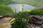 26 Pulsatilla alpina 'sulphurea'